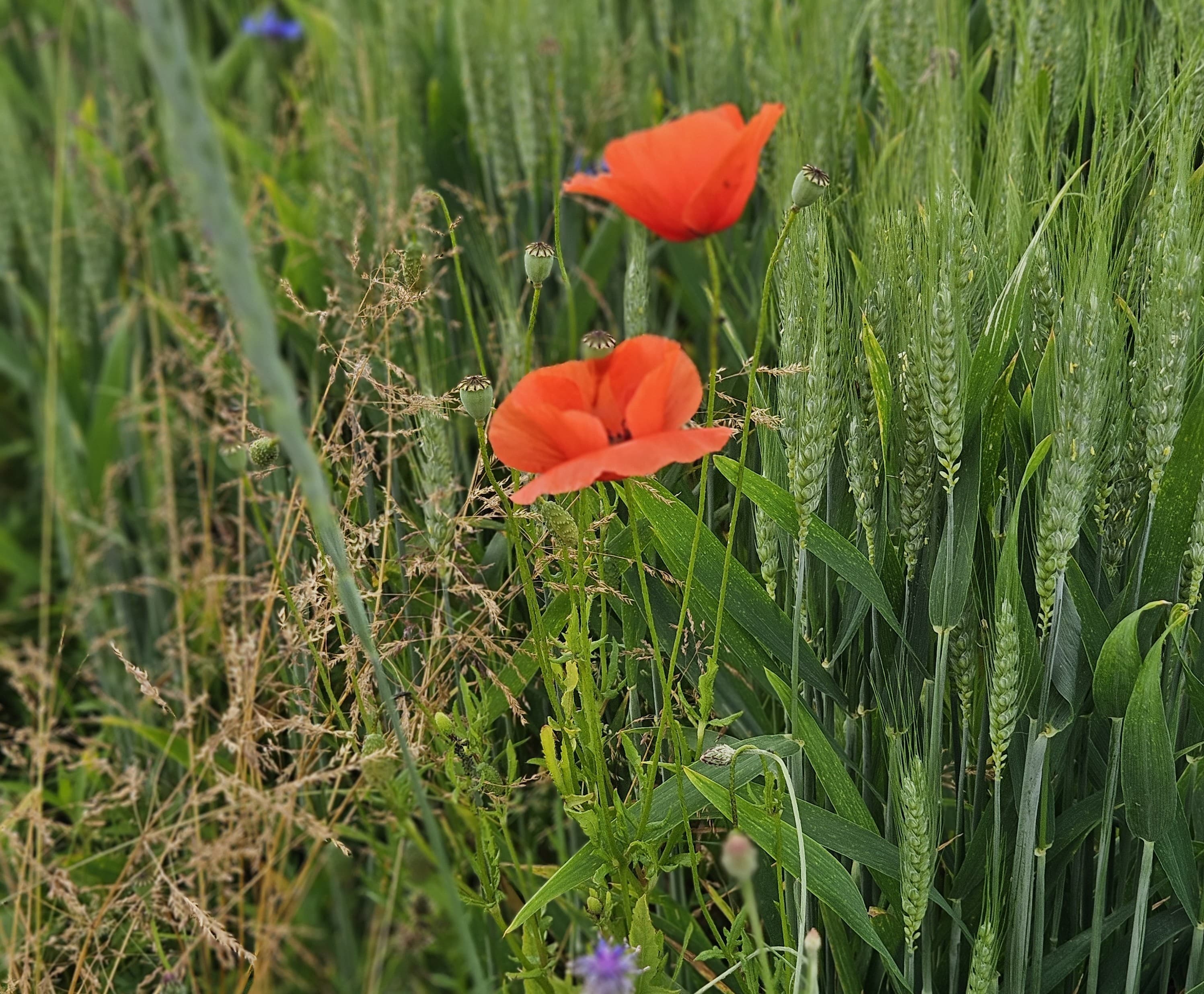 Angehörigengruppen