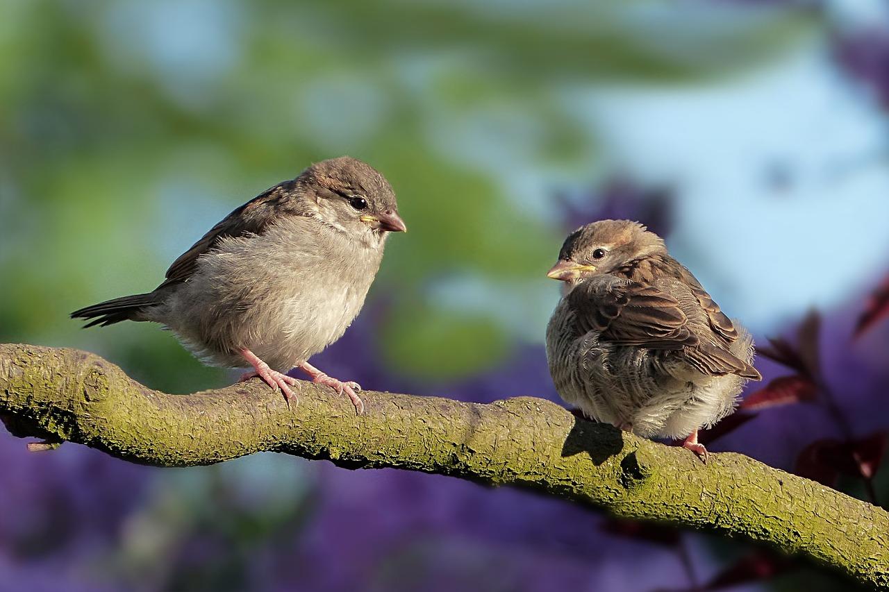 "Souvenir" Es kommt ein Vogel geflogen